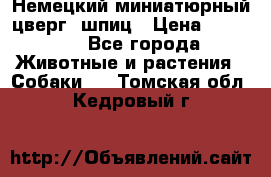 Немецкий миниатюрный(цверг) шпиц › Цена ­ 50 000 - Все города Животные и растения » Собаки   . Томская обл.,Кедровый г.